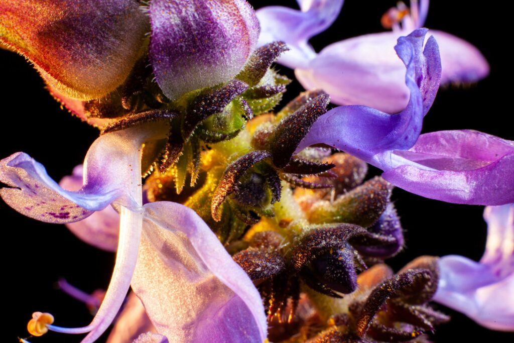 a close up of a flower