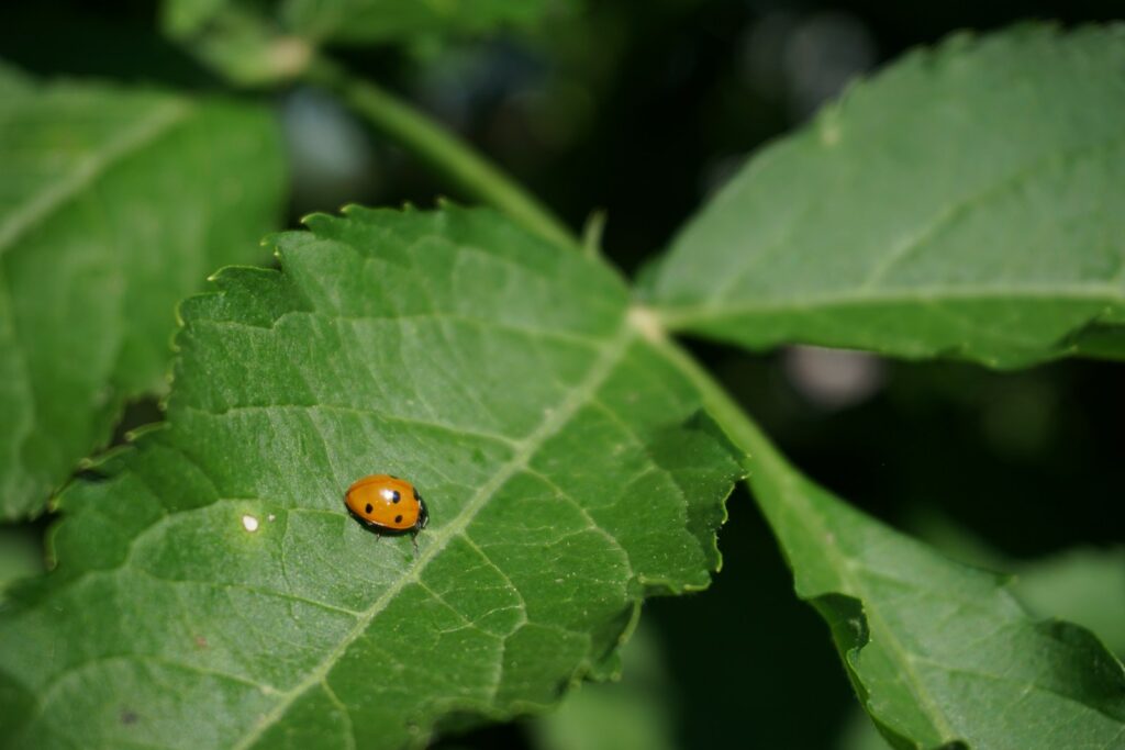 orange ladybug on green leaf