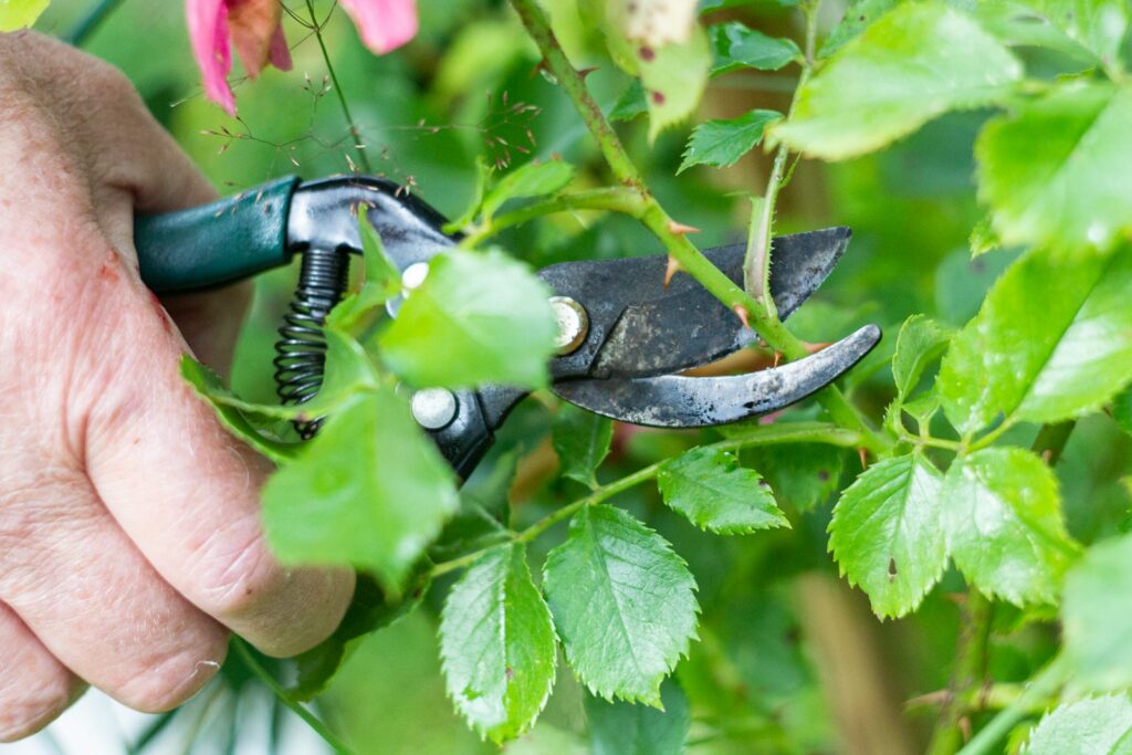 a man is trimming a tree with a pair of pliers
