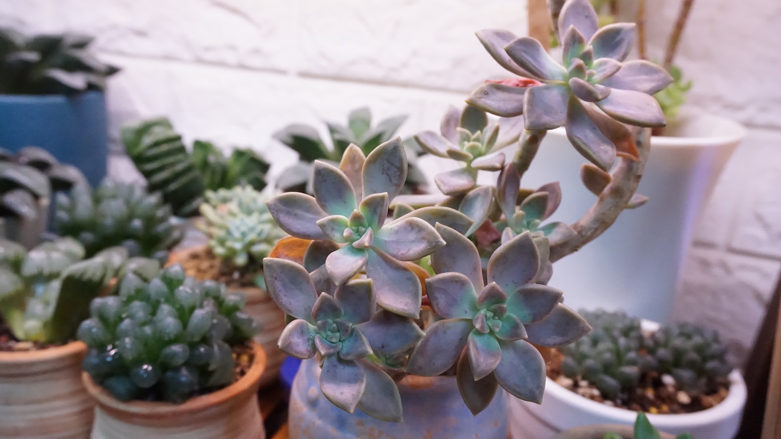 a group of succulents are sitting on a table