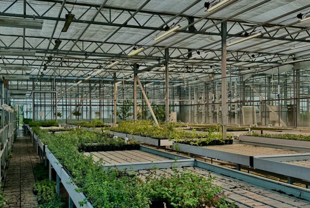 A greenhouse with plants growing indoors.