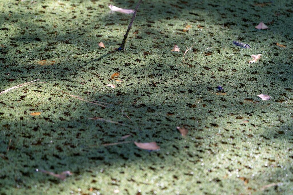 a bird standing on top of a lush green field