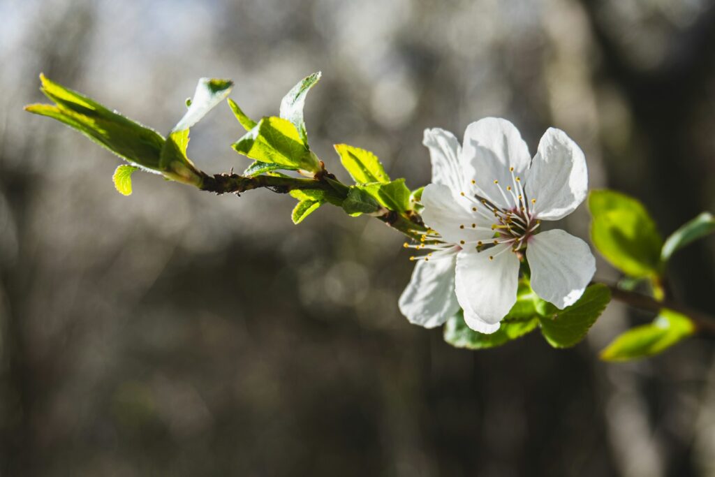 a close up of a flower on a tree branch