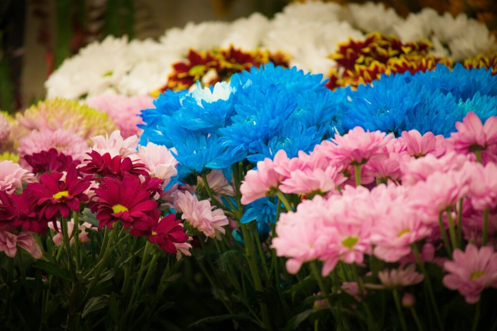 A vibrant display of colorful chrysanthemums in bloom.
