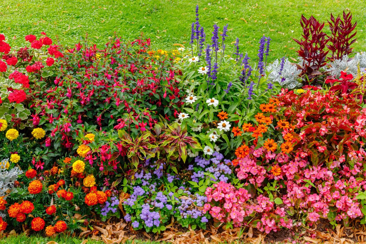 bright flower garden