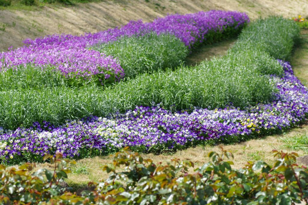 A garden bed features beautiful purple and green plants.