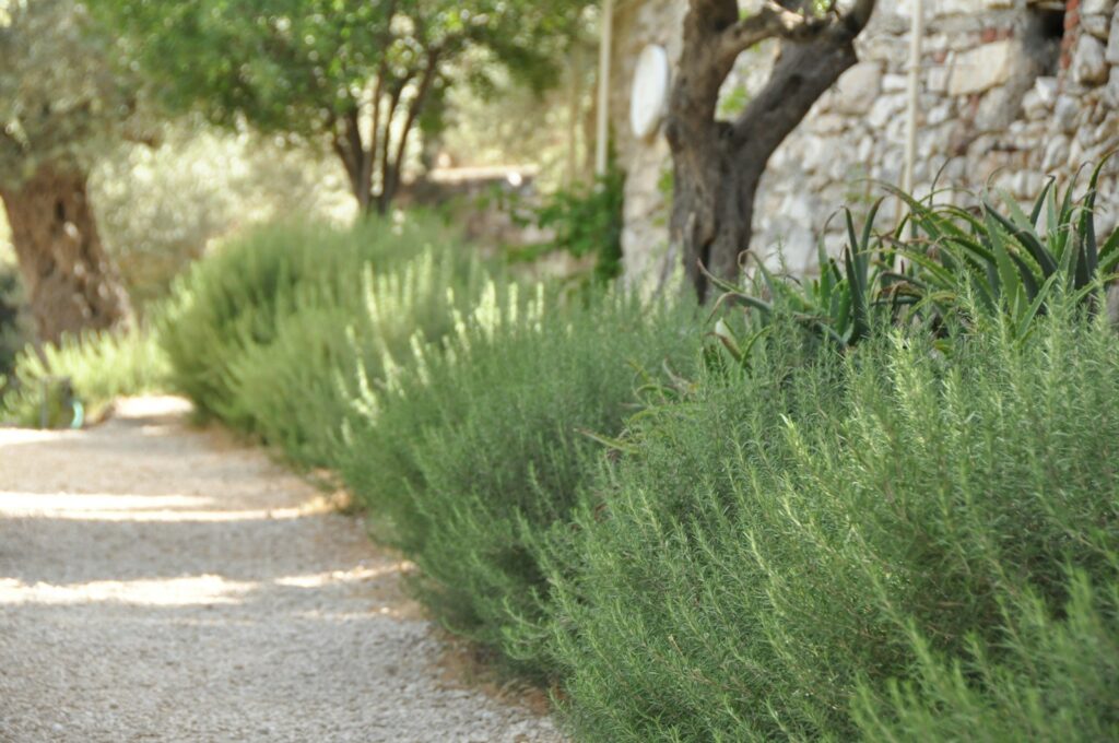 a dog is walking down a gravel path