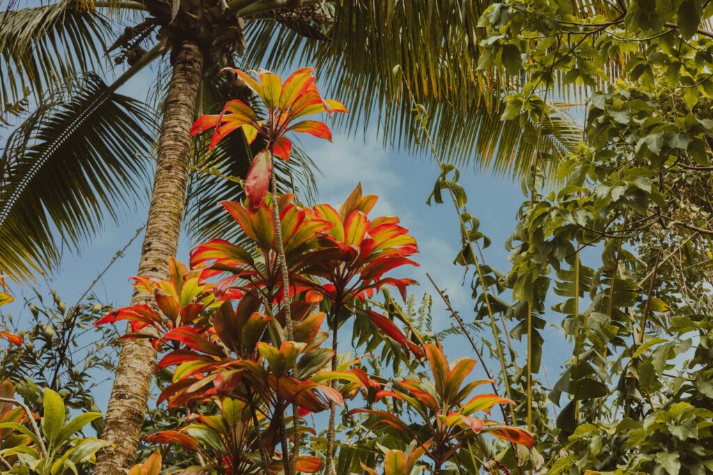 a tree with red and yellow leaves and a blue sky in the background