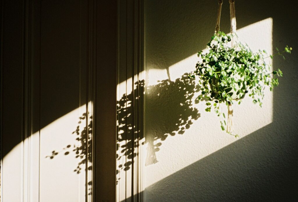 Sunlight casts shadows of a hanging plant.