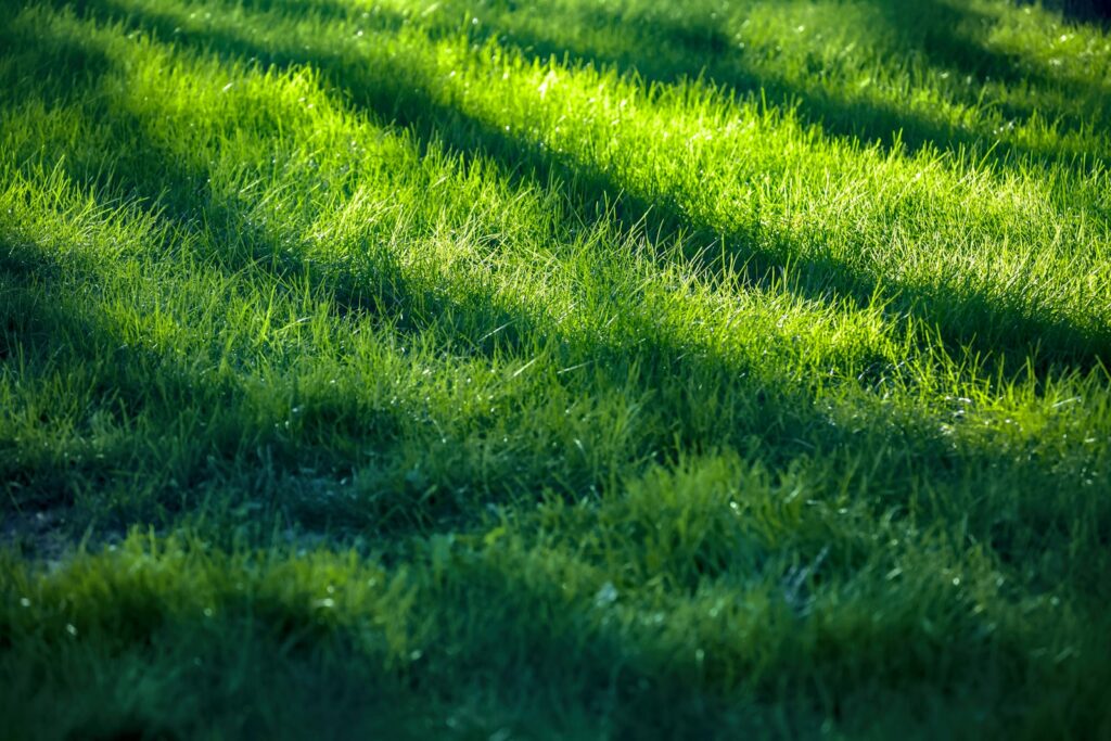 a field of green grass with the sun shining on it