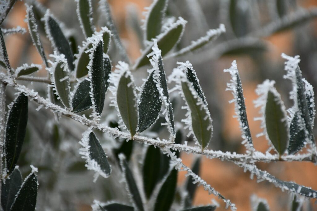 a close up of a plant with frost on it