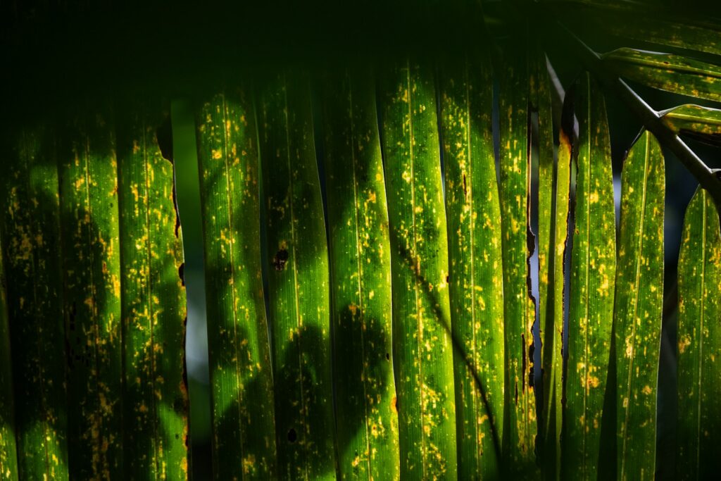 A close up of a bunch of green plants