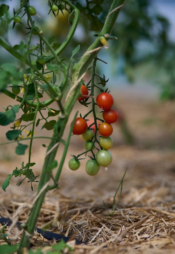 Ripe and unripe tomatoes hang on a vine.