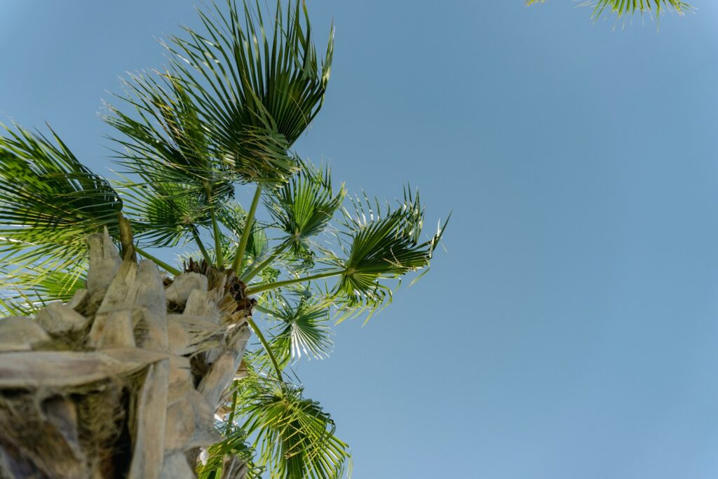 a palm tree with a blue sky in the background