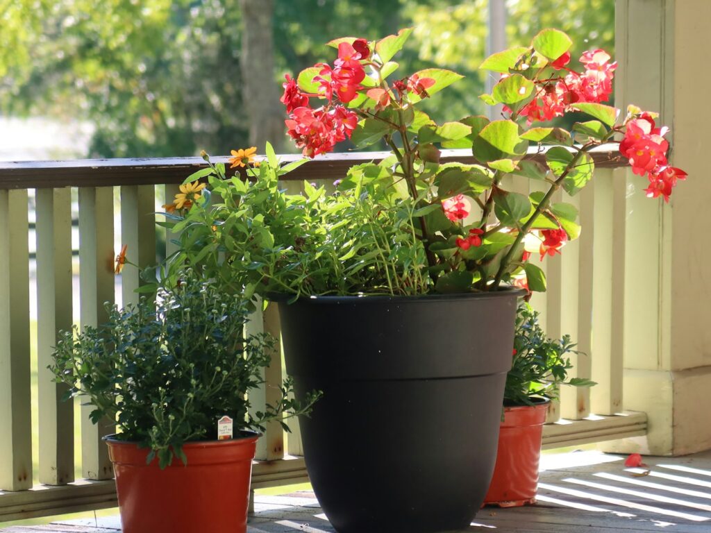 a couple of potted plants sitting on a porch