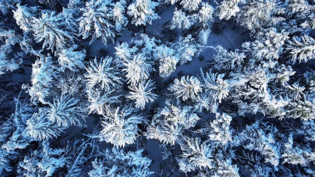 the top view of a snow covered forest