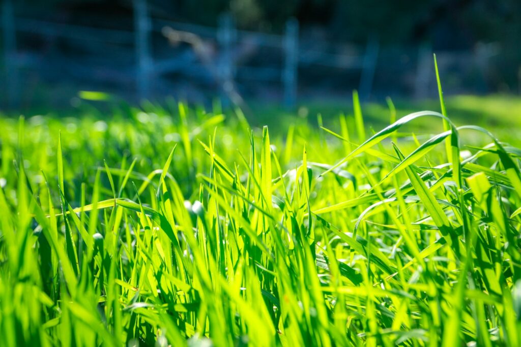 a field of green grass with a fence in the background
