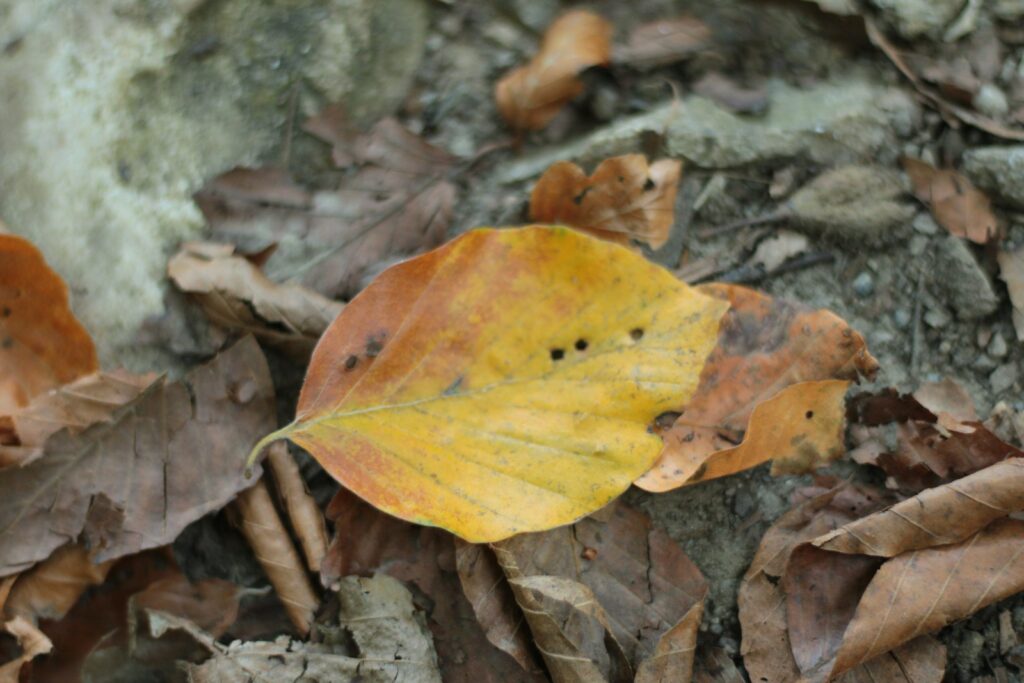 A yellow leaf laying on top of a pile of leaves