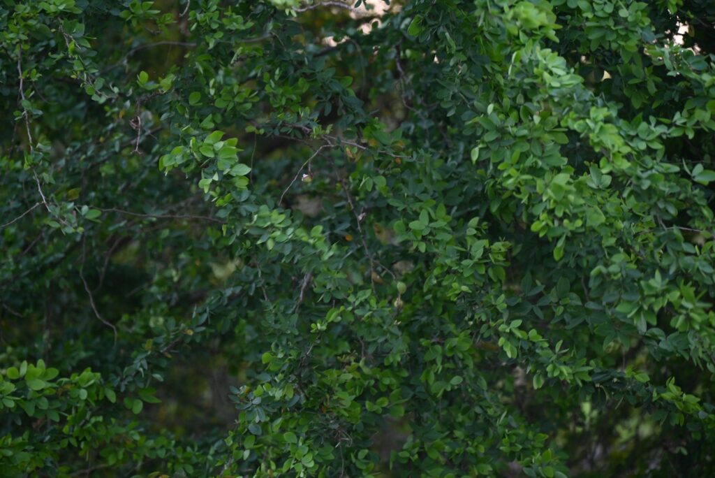 a bird is perched on a tree branch