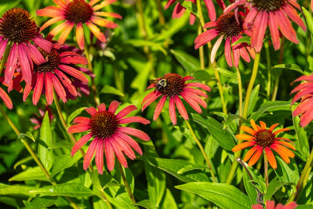 a bunch of red and yellow flowers in a field