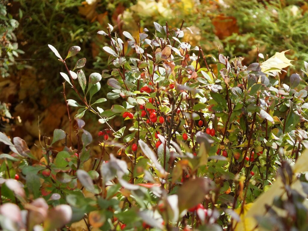 a bush with red berries and green leaves