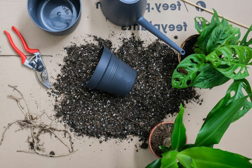 green plant on black soil