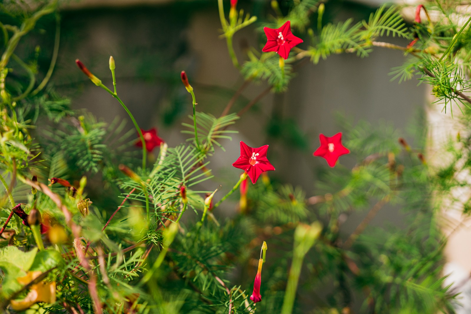 some red flowers are growing in a bush