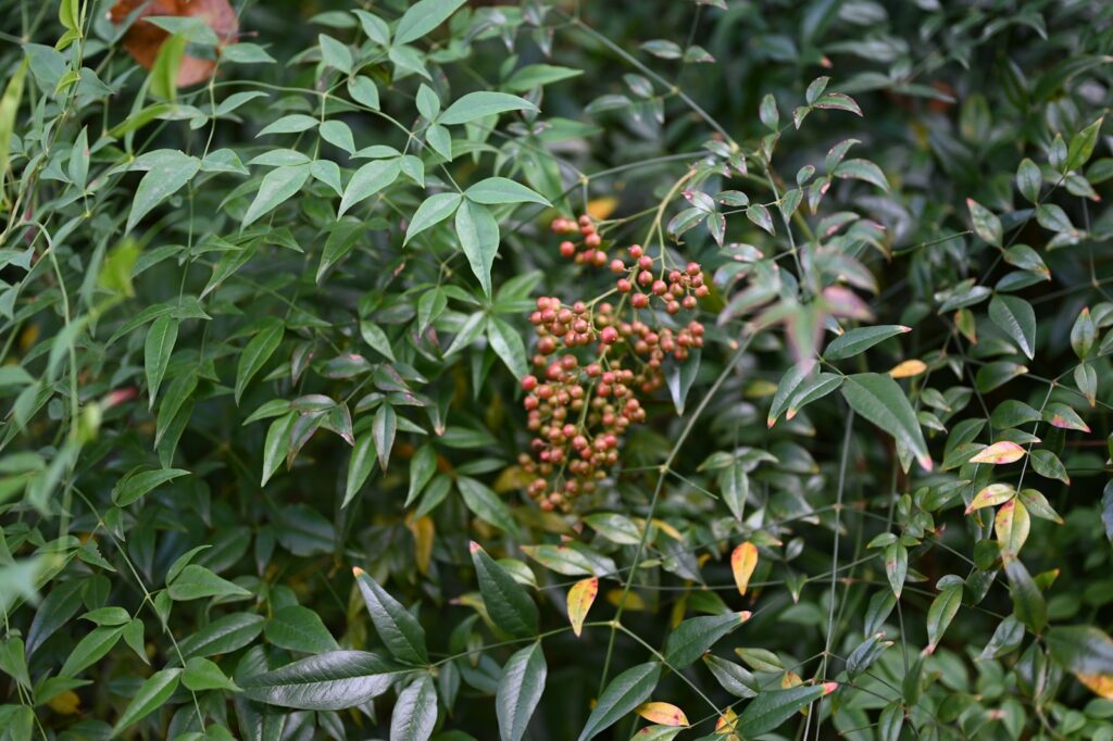 a bunch of berries that are on a tree