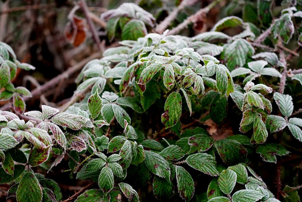 a close up of a plant