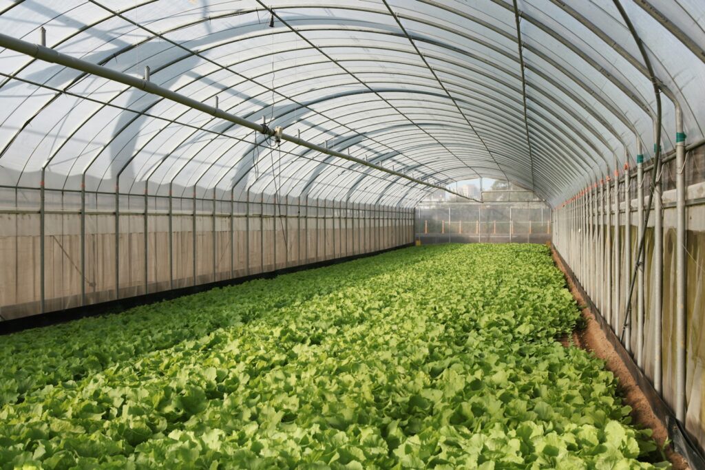 a large greenhouse filled with lots of green plants