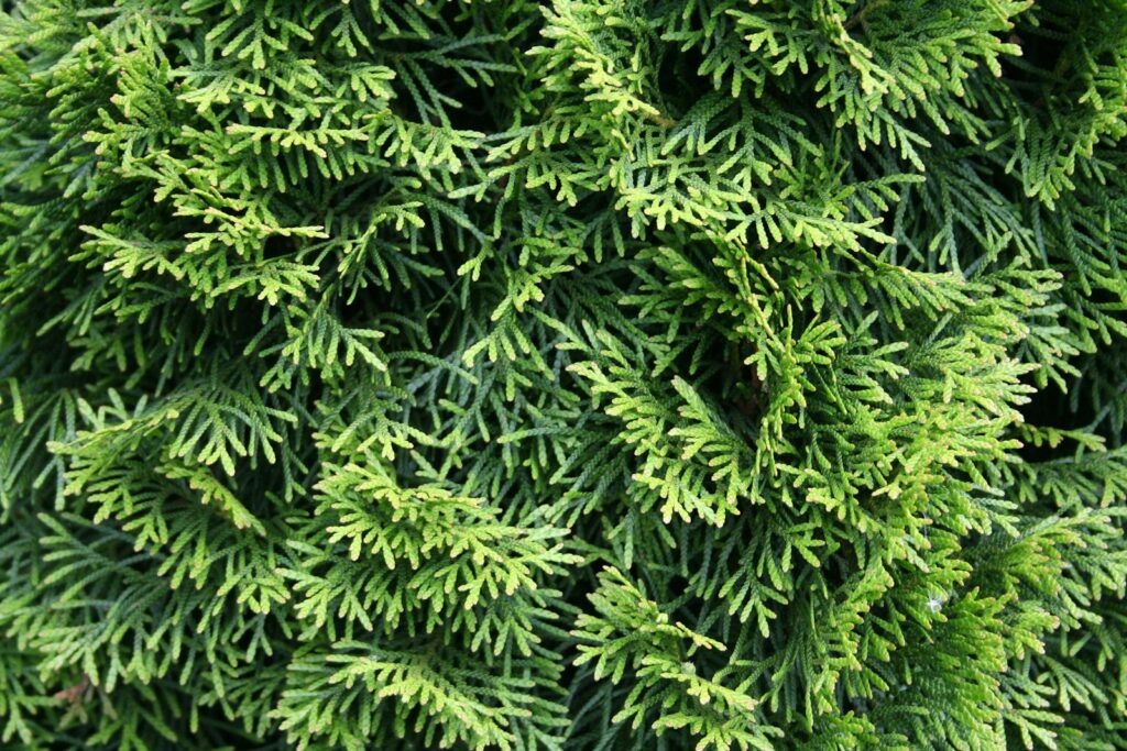 a close up of a green tree with lots of leaves