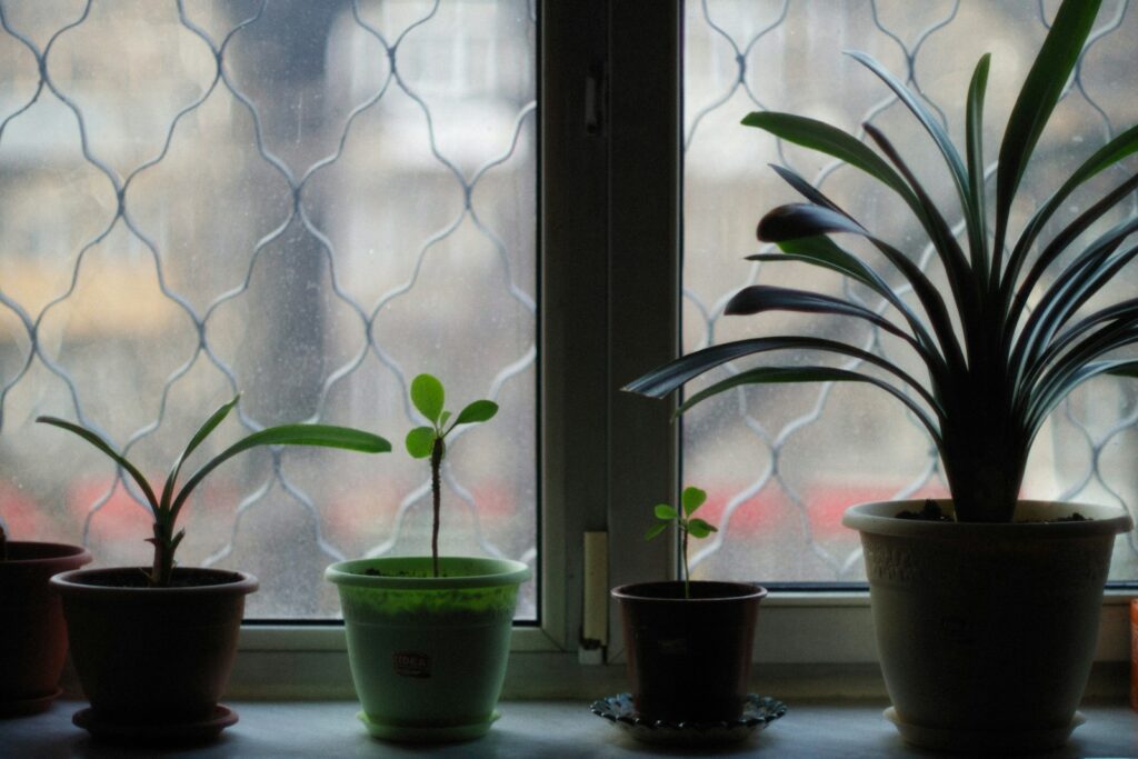 a group of potted plants sitting next to a window