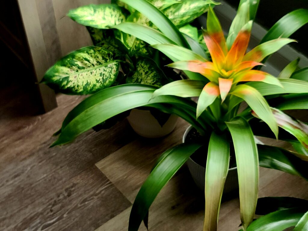 a close up of a plant on a table
