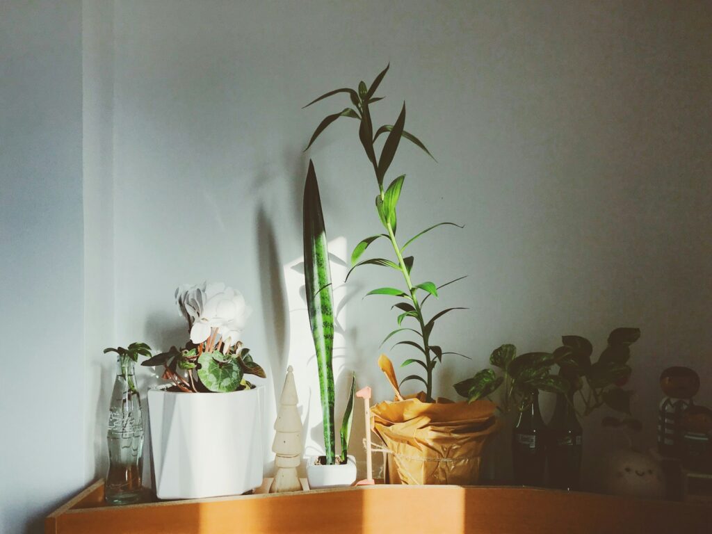 green plant on white ceramic pot