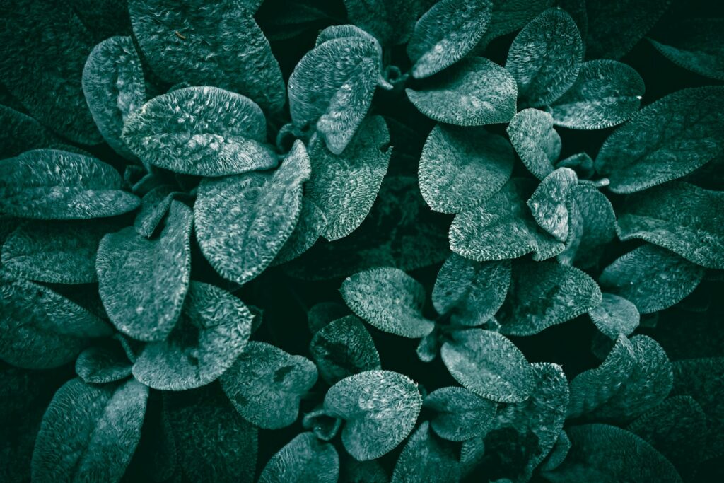Close-up of dark green fuzzy leaves with water droplets.