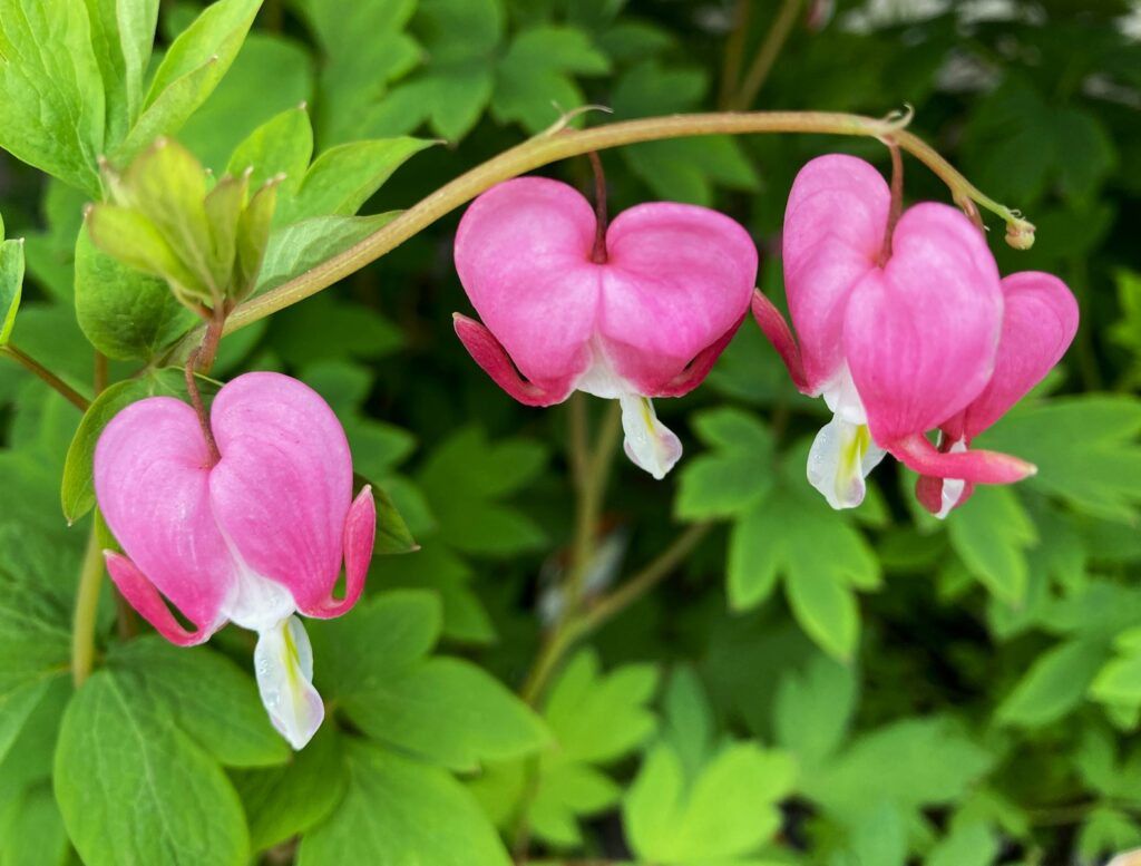 a close up of pink flowers with green leaves