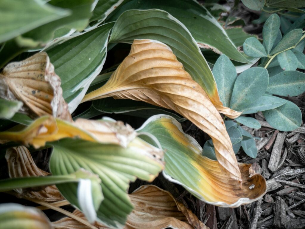 A close up of a plant with leaves