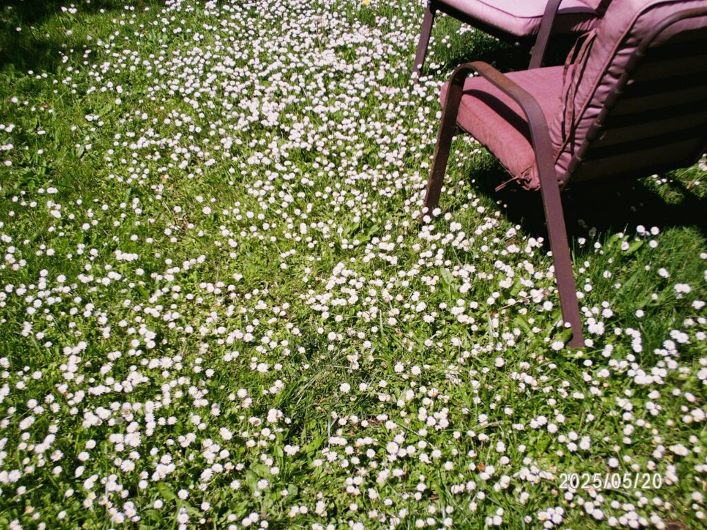 Field of small white wildflowers with chairs