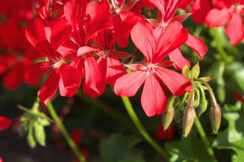 A bunch of red flowers in a garden