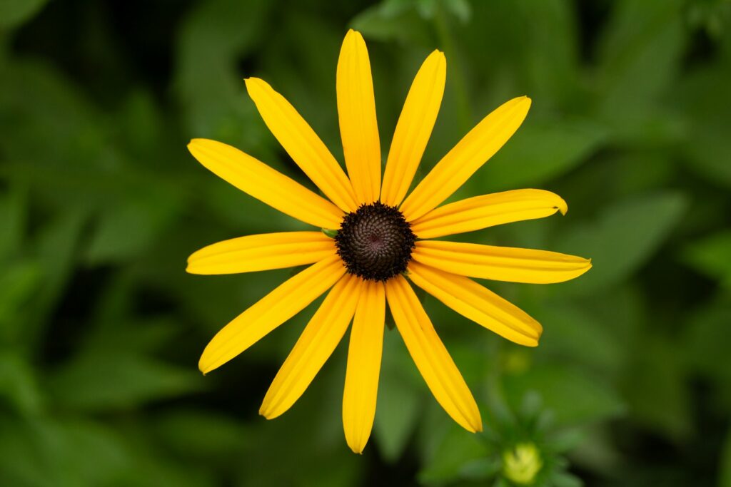 A close up of a yellow flower with green leaves in the background