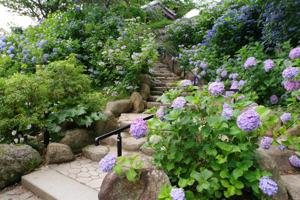 A bunch of flowers that are by some rocks