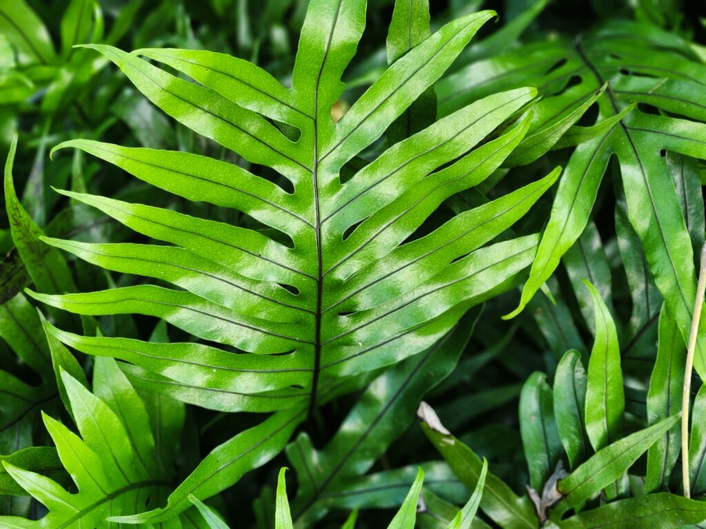 A close up of a green leafy plant