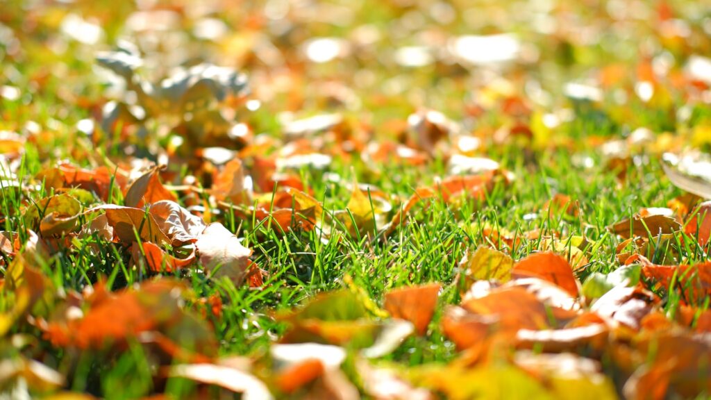 a close-up of some grass