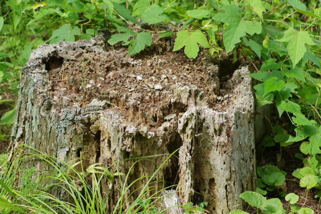 A tree stump in the middle of a forest