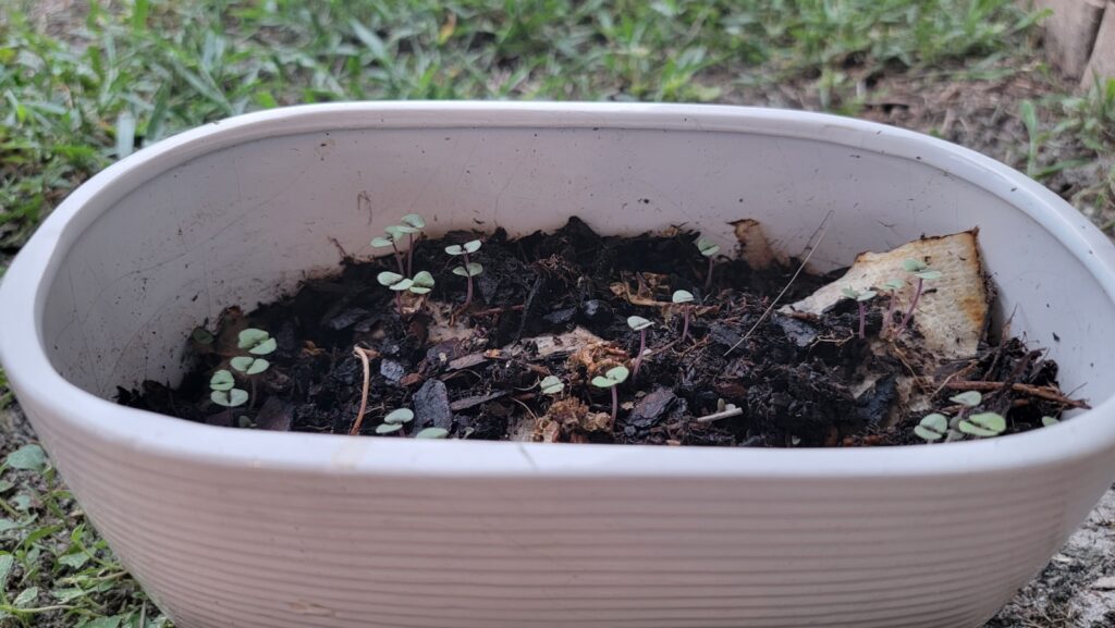 a white bowl filled with dirt and plants