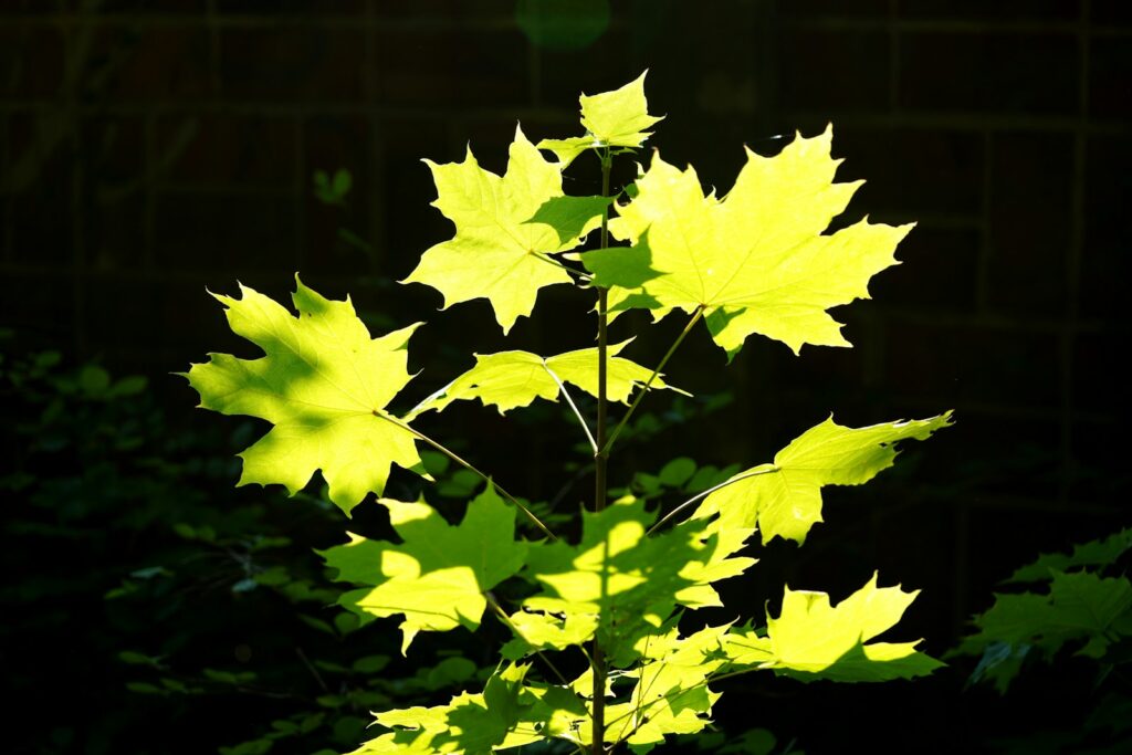 A green plant with yellow leaves in the dark