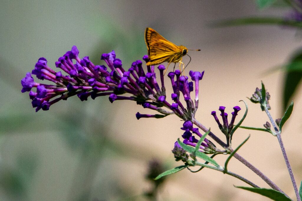 a yellow butterfly sitting on a purple flower