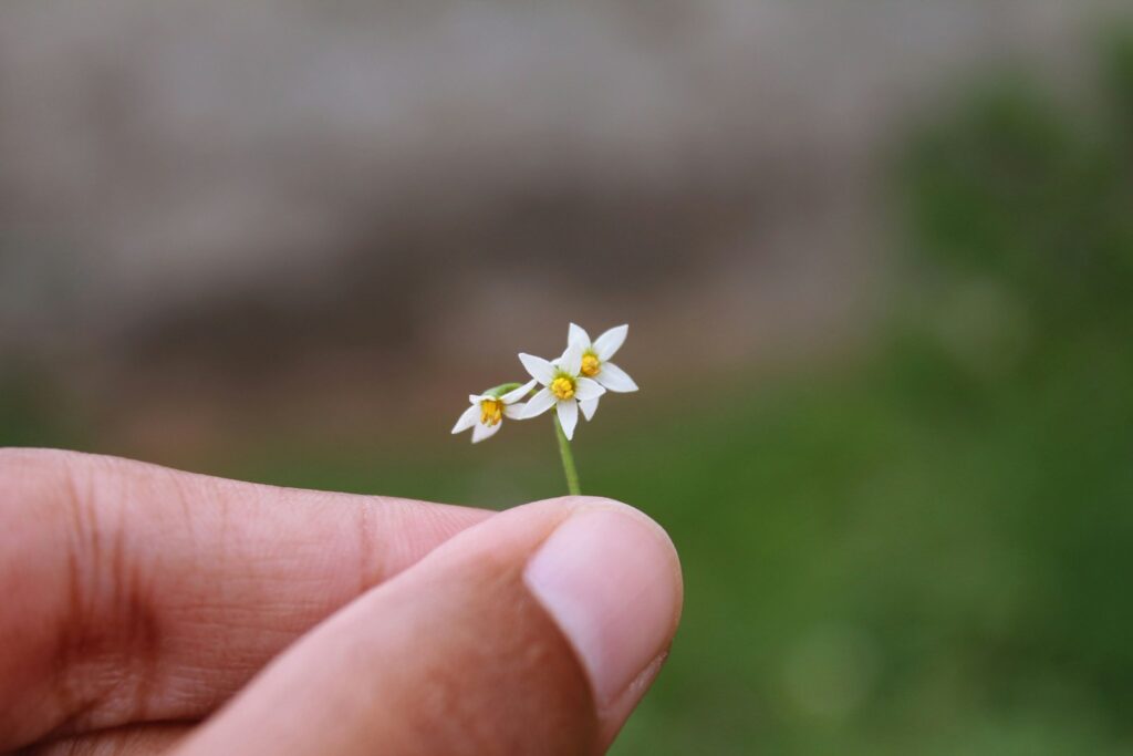 white and yellow flower on persons hand