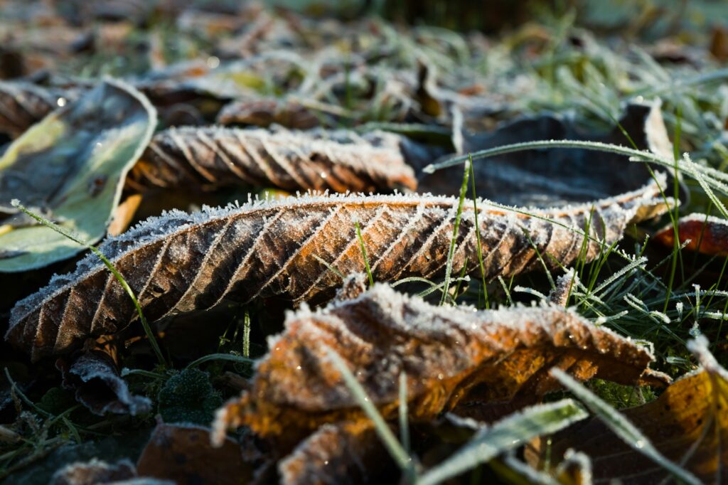 A bunch of leaves that are laying on the ground