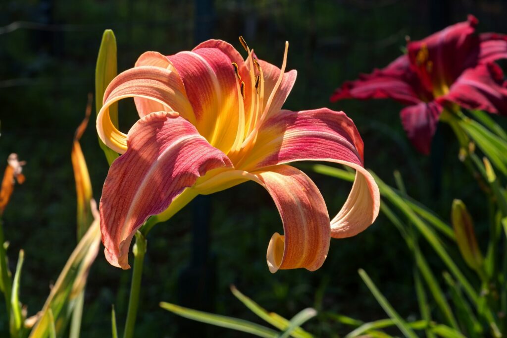 a close up of a flower in a field